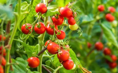 Where Do Tomatoes Grow Naturally