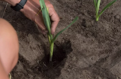 Growing Leeks from Scratch