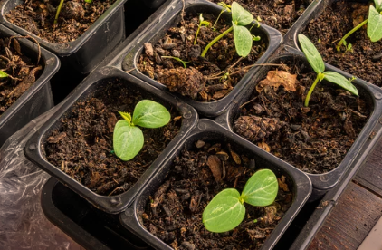 pumpkin hybrid seeds