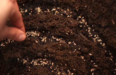 Does Dill Need Light to Germinate