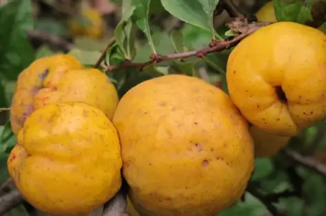 How to make Hybrid Fruits