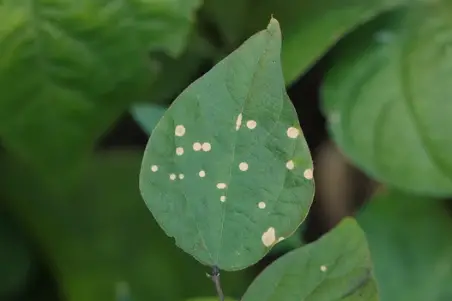 White Spots on Bean Leaves