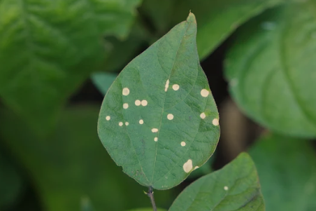 White Spots on Bean Leaves: Causes and Remedies