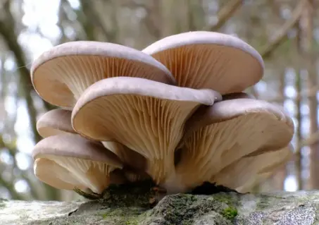 How Fast Do Oyster Mushrooms Grow