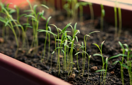 Does Dill Need Light to Germinate