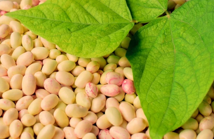 White Spots on Bean Leaves