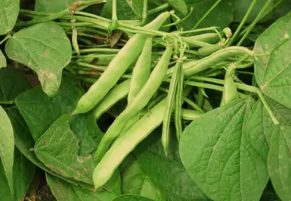 When to Plant Green Beans in Virginia