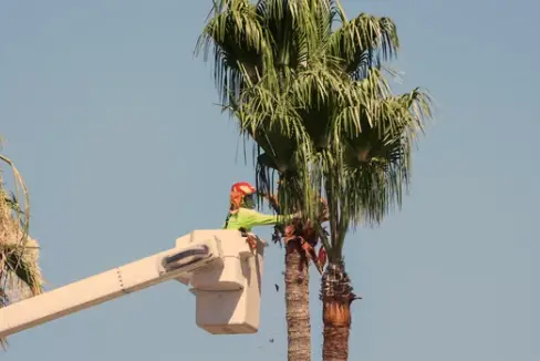When to Prune Palm Trees