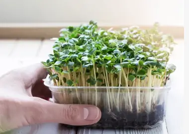growing mustard greens in containers