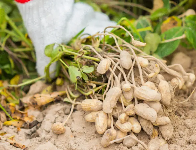 Where to Buy Peanuts for Planting