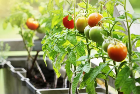  Where Do Tomatoes Grow Naturally