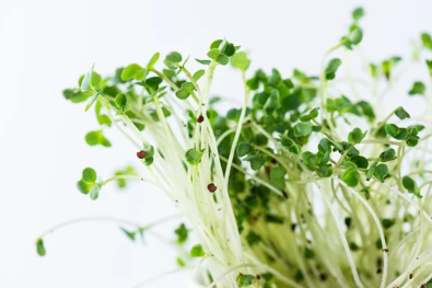 How Long Do Broccoli Seeds Last