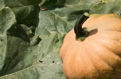 pumpkin hybrid seeds