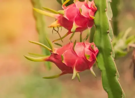 What is the Dragon Fruit Plant