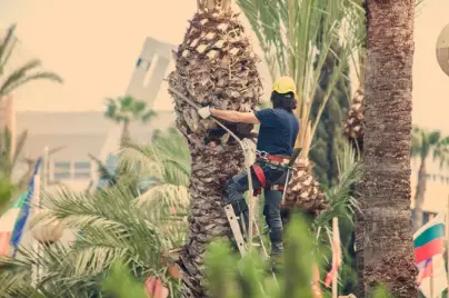 When to Prune Palm Trees