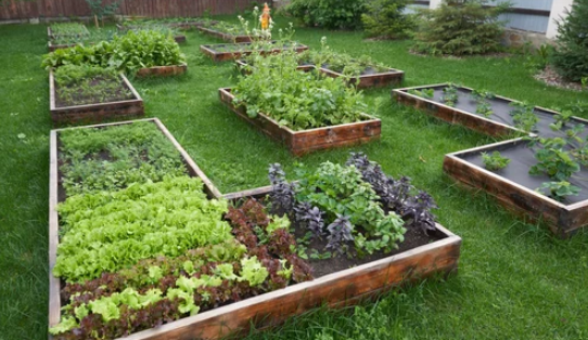 Gardening Boxes For Vegetables 