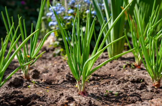 Growing Leeks from Scratch