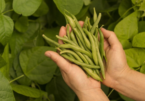 When to Plant Green Beans in Virginia