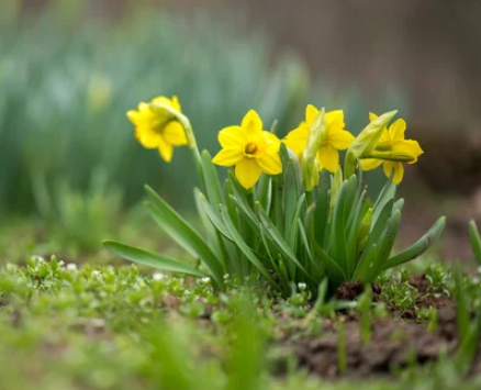 How to Plant Daffodils Bulb