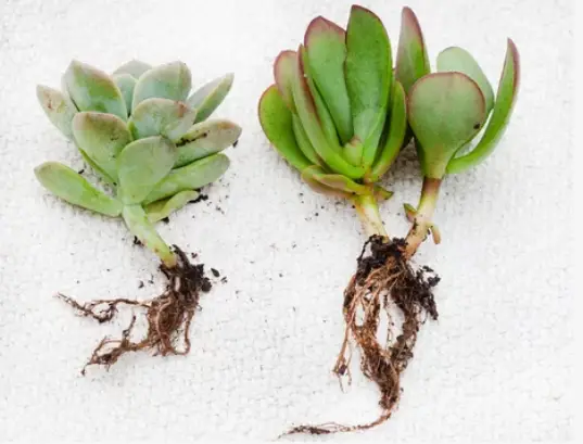 Plants to Propagate from Cuttings