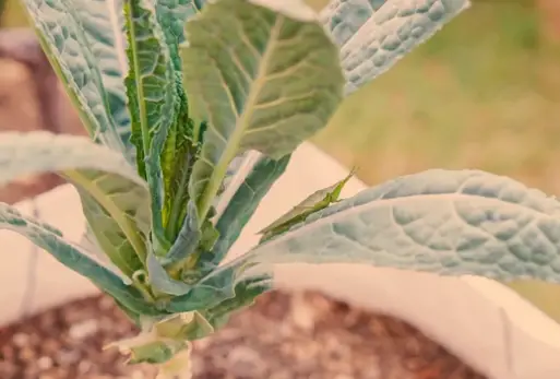 When to Start Kale Seeds Indoors