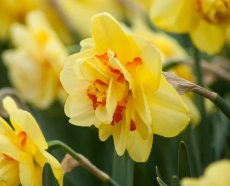 How to Plant Daffodils Bulb