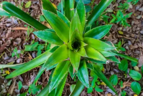 Dirtgreen.com - Everything Around The YardHow to Grow Pineapple from Top: Step-by-Step