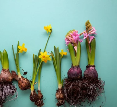 How to Plant Daffodils Bulb