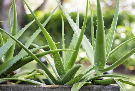 Why is My Aloe Plant Turning Brown