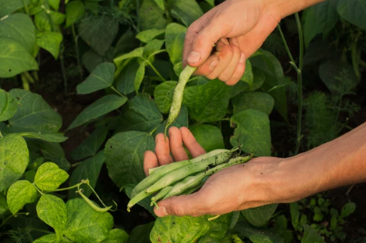 When to Plant Green Beans in Virginia