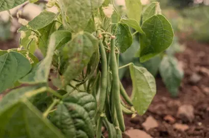 When to Plant Green Beans in Virginia