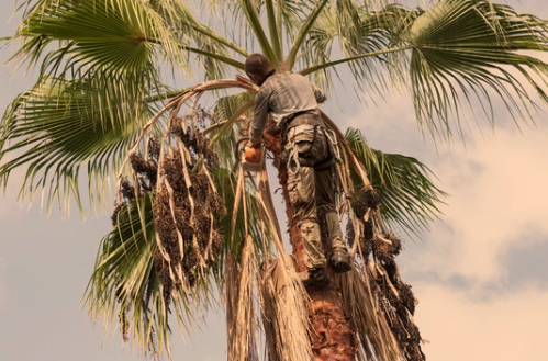 When to Prune Palm Trees