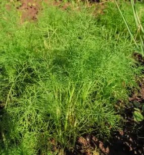 Does Dill Need Light to Germinate