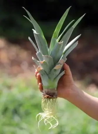 How to Grow Pineapple from Top