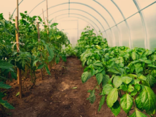Tomato And Pepper Companion Plants