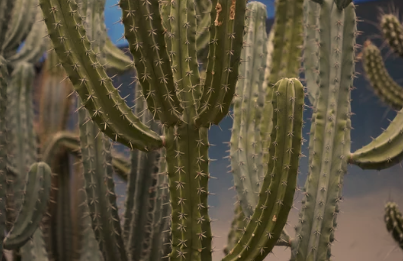 Tall Plants and Shallow Roots