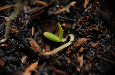 What Does a Zinnia Seedling Look Like