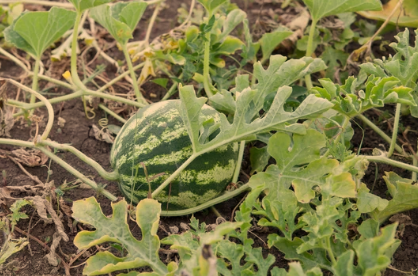 Where Does Watermelon Grow Best