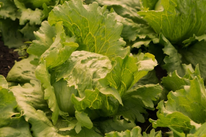 Harvest Iceberg Lettuce