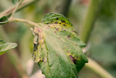 Black Spots on Tomato Plants