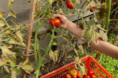 Eradicating Black Spots on Tomatoes