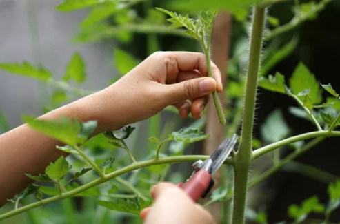 DIY Remedies for Black Spots on Tomatoes