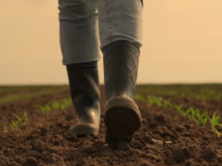 Will Wheat Germinate on Top of the Ground