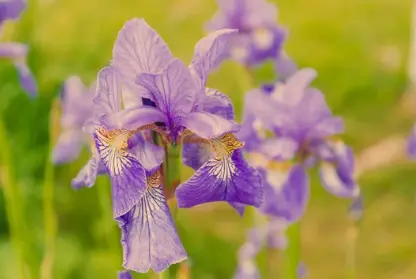 Where Do Irises Grow Best