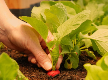 When to Harvest Radish Seeds