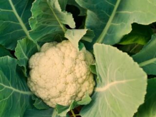 Brown Spots on Cauliflower