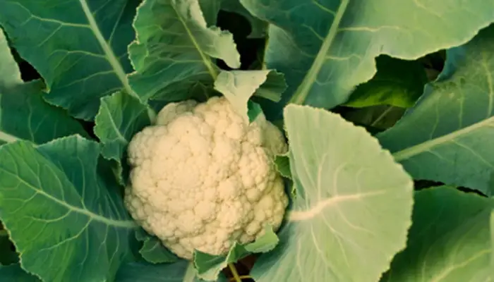 Preventing Brown Spots on Cauliflower: Keep Your Florets Fresh