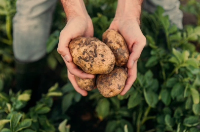 What Can You Grow With Potatoes