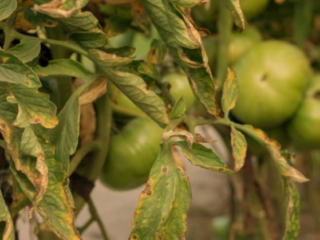 Fungicides for Combating Black Spots on Tomatoes