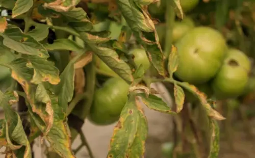 Fungicides for Combating Black Spots on Tomatoes